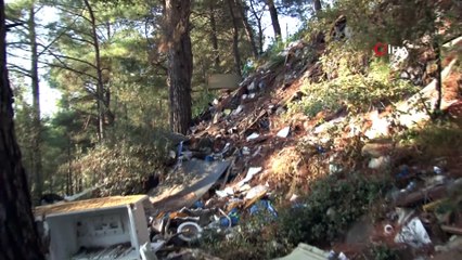 Bursa’da bir çevre katliamı daha