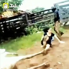 Funny video | cow kicked girl