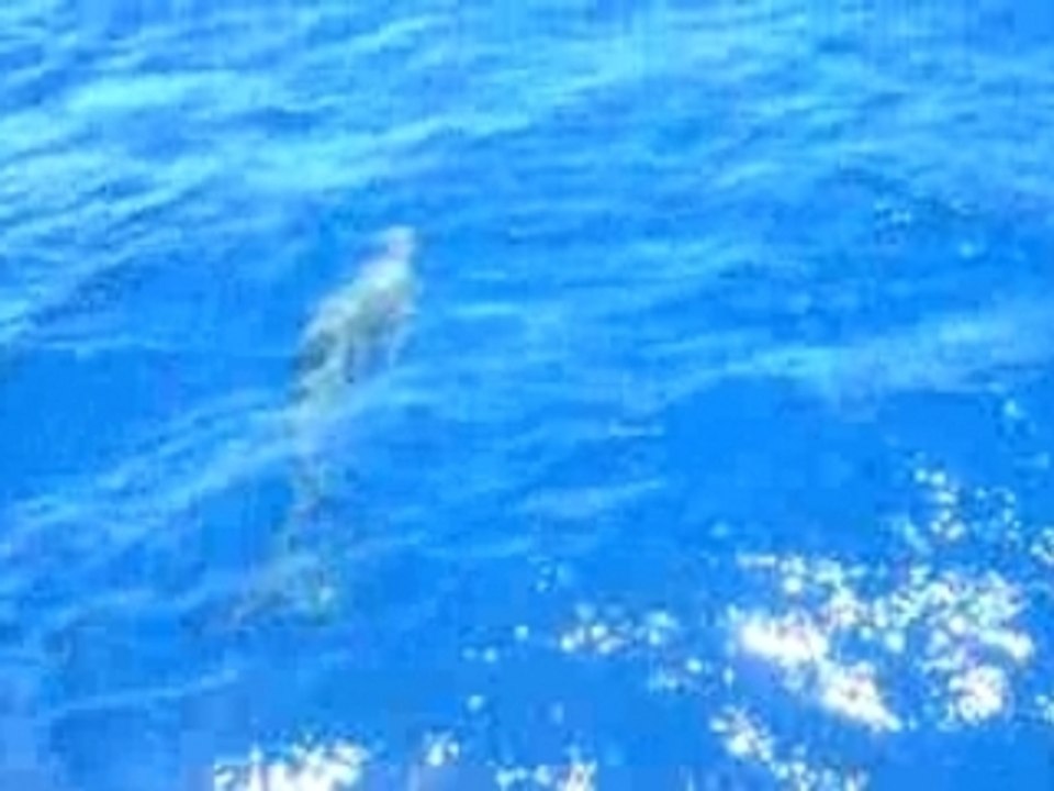 Catamaran dauphin