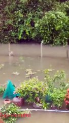 : Vượt mấy km tìm chủ trong lúc sơ tán tránh lũ