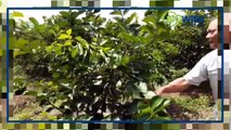 Chia sẻ của chú Việt sau khi ứng dụng sản phẩm BiOWiSH Crop 16-40-0 trên cây chanh