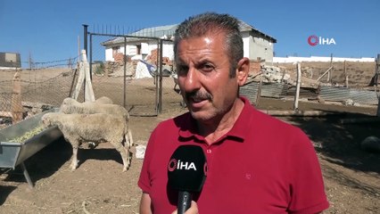 Kangal köpeğinden yürek ısıtan görüntü