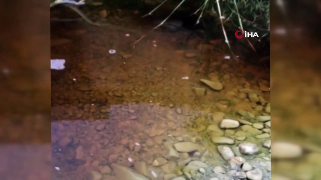 Kirlenen akarsu balık ölümlerine neden oldu