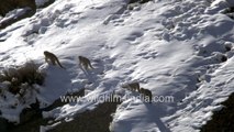 Rare sighting: Four Snow Leopards filmed together in the snow in early spring, Spiti