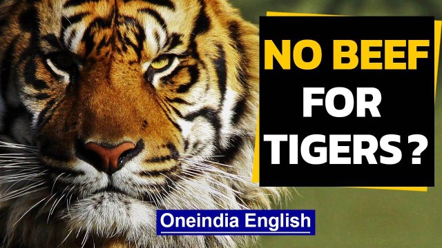 No beef for tigers, demands BJP leader Borah in Assam | Oneindia News
