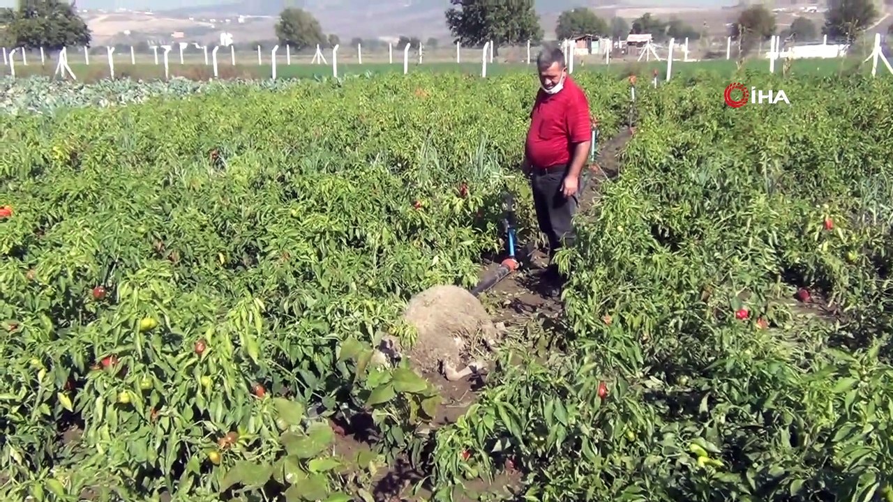 Başı boş köpekler dehşet saçtı: Etrafı tel örgüyle çevrili tarlaya giren köpekler 10 koyunu telef etti