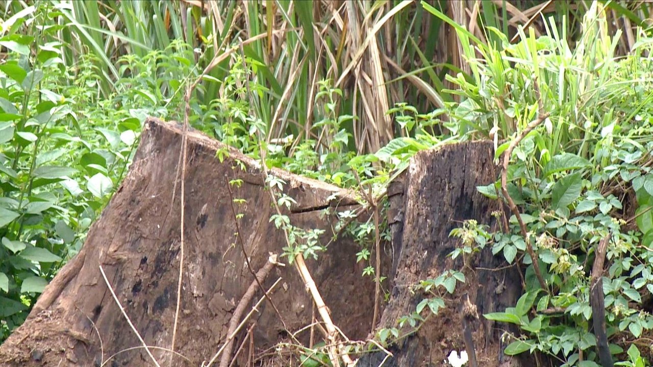 Uganda: Bugoma forest reserve facing destruction