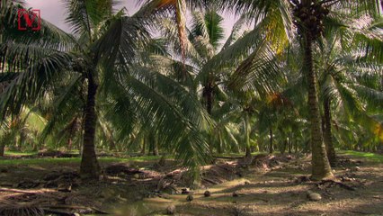 Are Your Coconut Products Bad For The Environment?