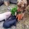 Chien qui tient les carottes pour les lapins