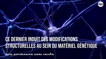 Découverte d’un mécanisme moléculaire lié à la formation de souvenirs