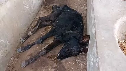 पृथ्वीपुर गौशाला में चारा न मिलने से गोवंश को की हो रही मौत