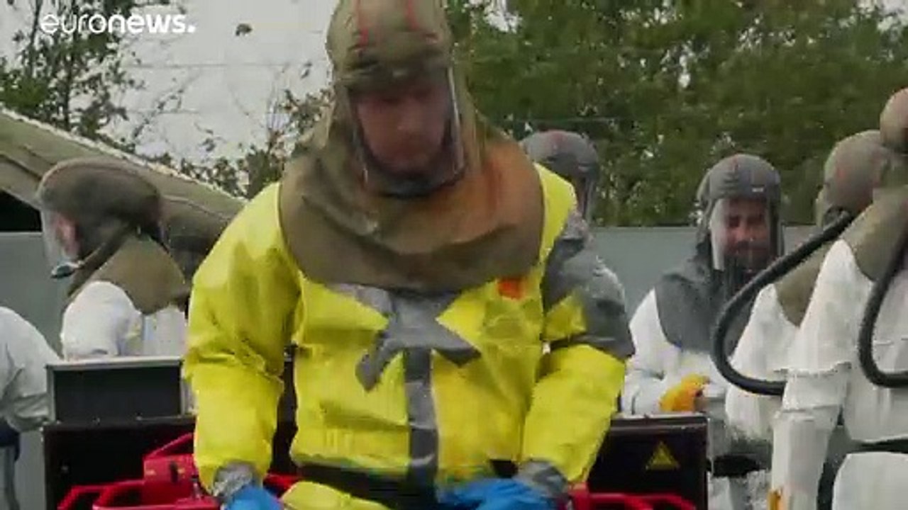 Wegen Corona: 2,5 Millionen Nerze werden in Dänemark gekeult