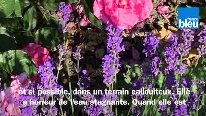 Roland Motte, jardinier : taillez vos lavandes, elles n'en seront que plus belles