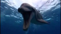 Farting dolphin - funny talking animals - walking on the wild side