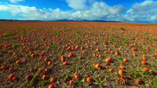 The Pumpkin Season — Amizur Nachshoni
