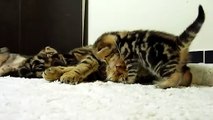 cutest cats moments. kitten Hugs Mom cat (0)