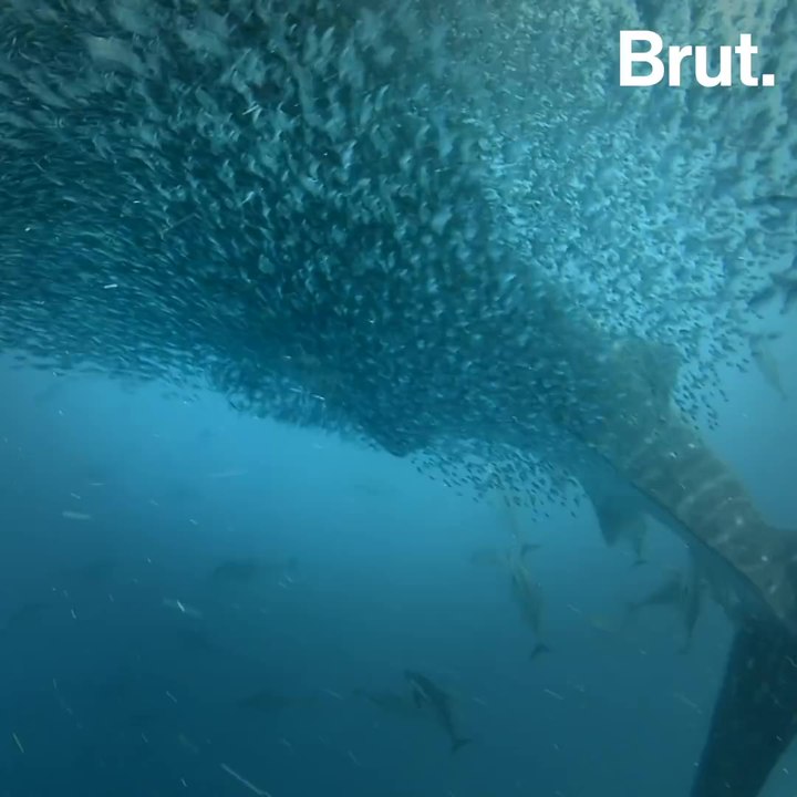 How a school of fish function