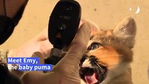 Baby puma born in Paris zoological park