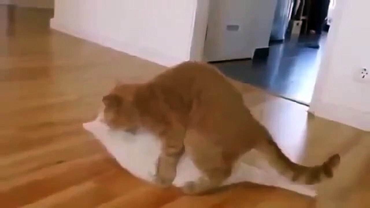 Animals Mating Animals Mating Funny Animals Cats Mating Animals