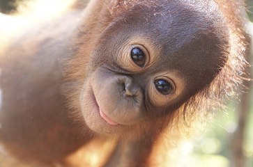 Wild Daze Documentary Movie