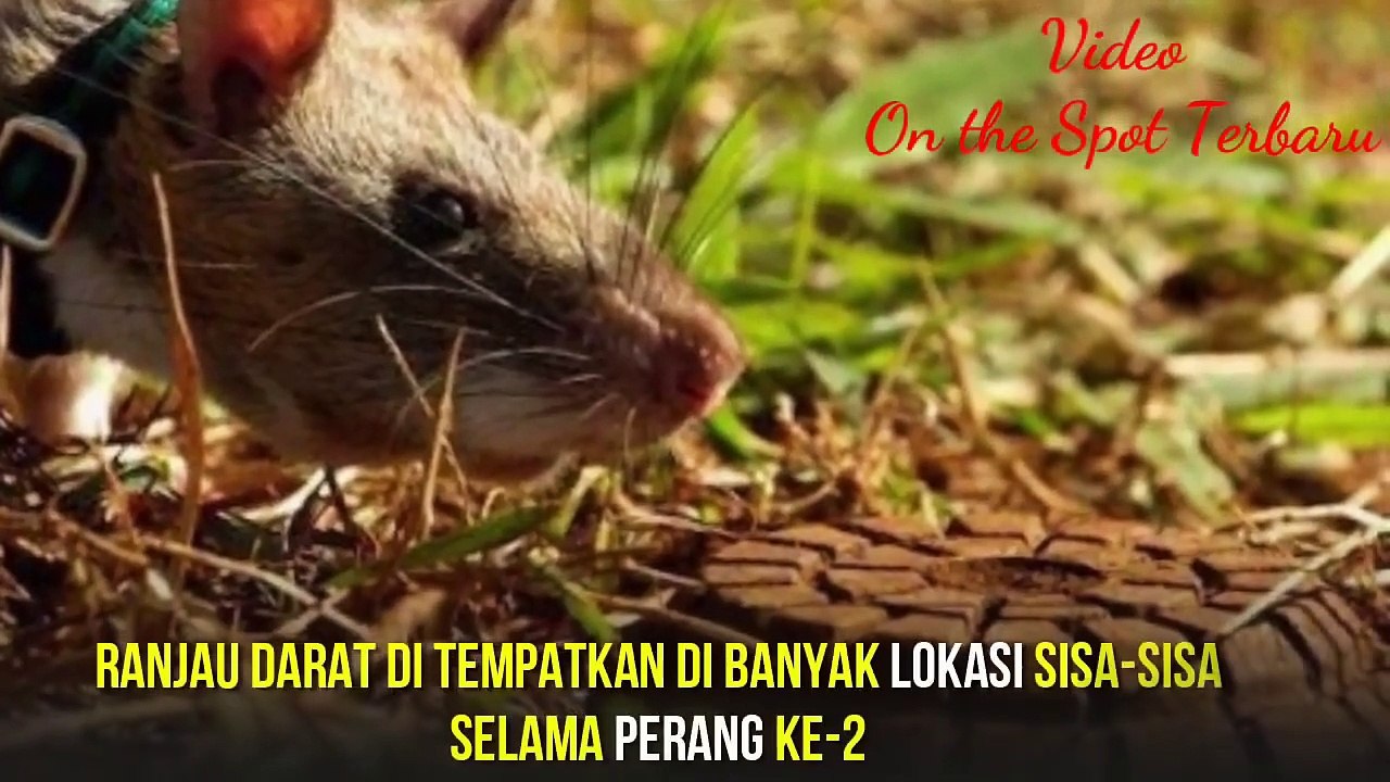 Dulu Diburu Sekarang Dipuja.! Tikus ini Selamatkan Jutaan Orang. Tugasnya Mencari Ranjau Darat