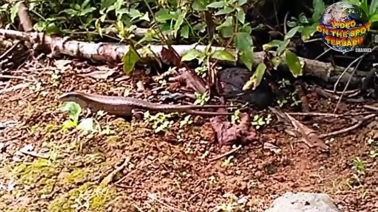 Siap² Jadi KAYA RAYA  jika Kamu Temukan Kadal Ekor Bercabang Seperti ini, Harganya..WOW