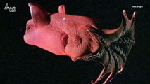 Check Out This 'Vampire Squid' Turn Itself Inside Out to Avoid Predators