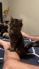 Adorable Rescued Kitty Can't Stay Awake