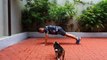 Beagle Puppy Joins Owner's Workout