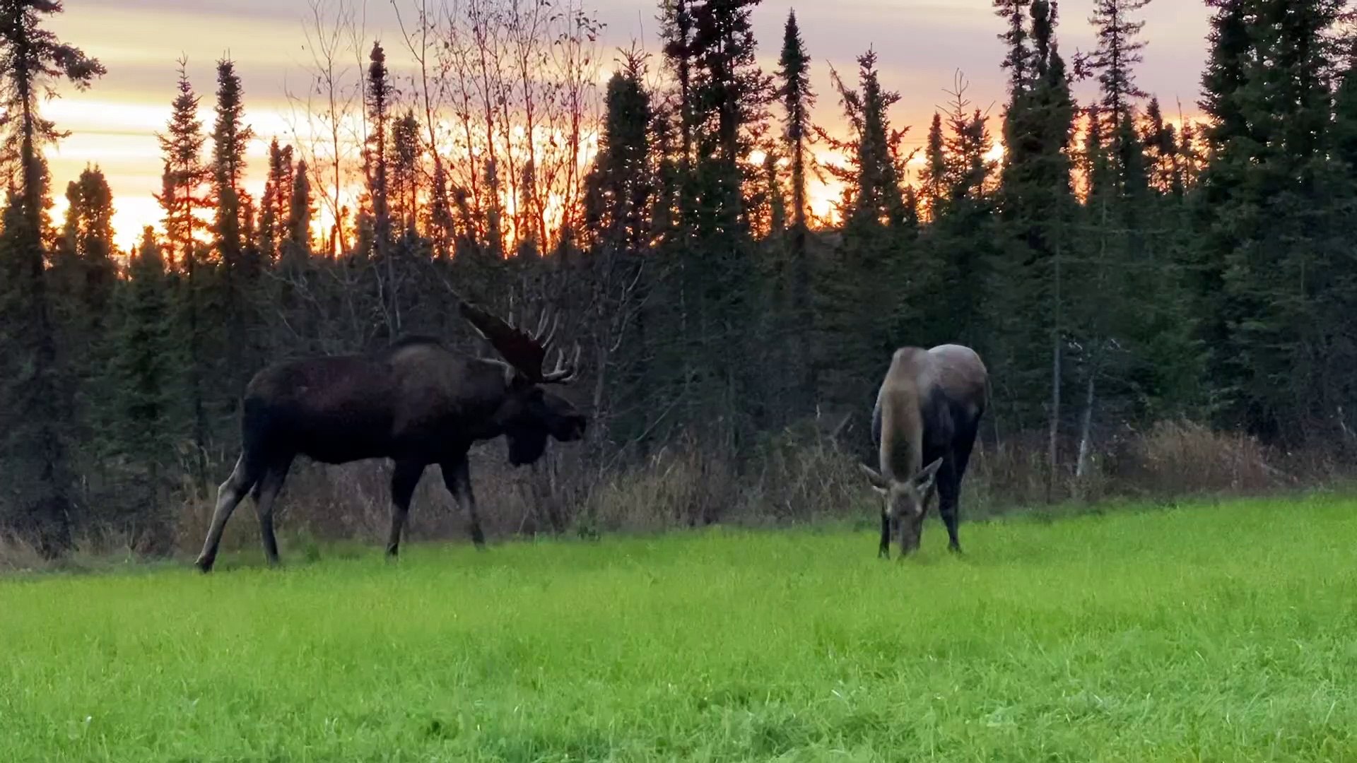 Bull Moose Trying to Attract Cow Moose