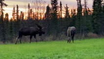 Bull Moose Trying to Attract Cow Moose