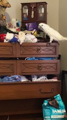 Cockatoo Cleans Out Sock Drawer