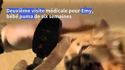 Emy, 3,2 kg, bébé puma du parc zoologique de Paris