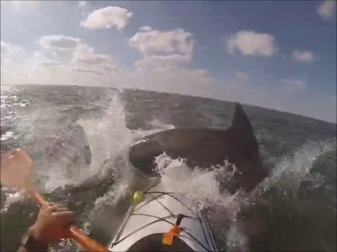 Ce kayakiste va avoir une belle surprise en mer... Oh un dauphin