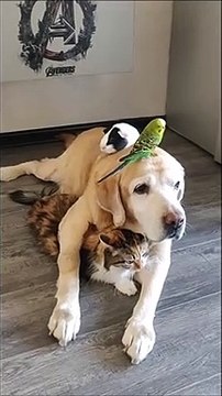 Chat, chien, perruche et hamster... Tous très bons amis