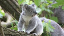 Australian Volunteers Could Have Koalas In Their Backyards