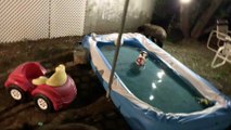 Bear Family Plays in Trash Can and Pool
