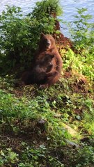 Mama Bear Rests Then Nurses a Cub