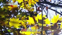 [INCIDENT] Why cherry blossoms in autumn !, 생방송 오늘 아침 20201014