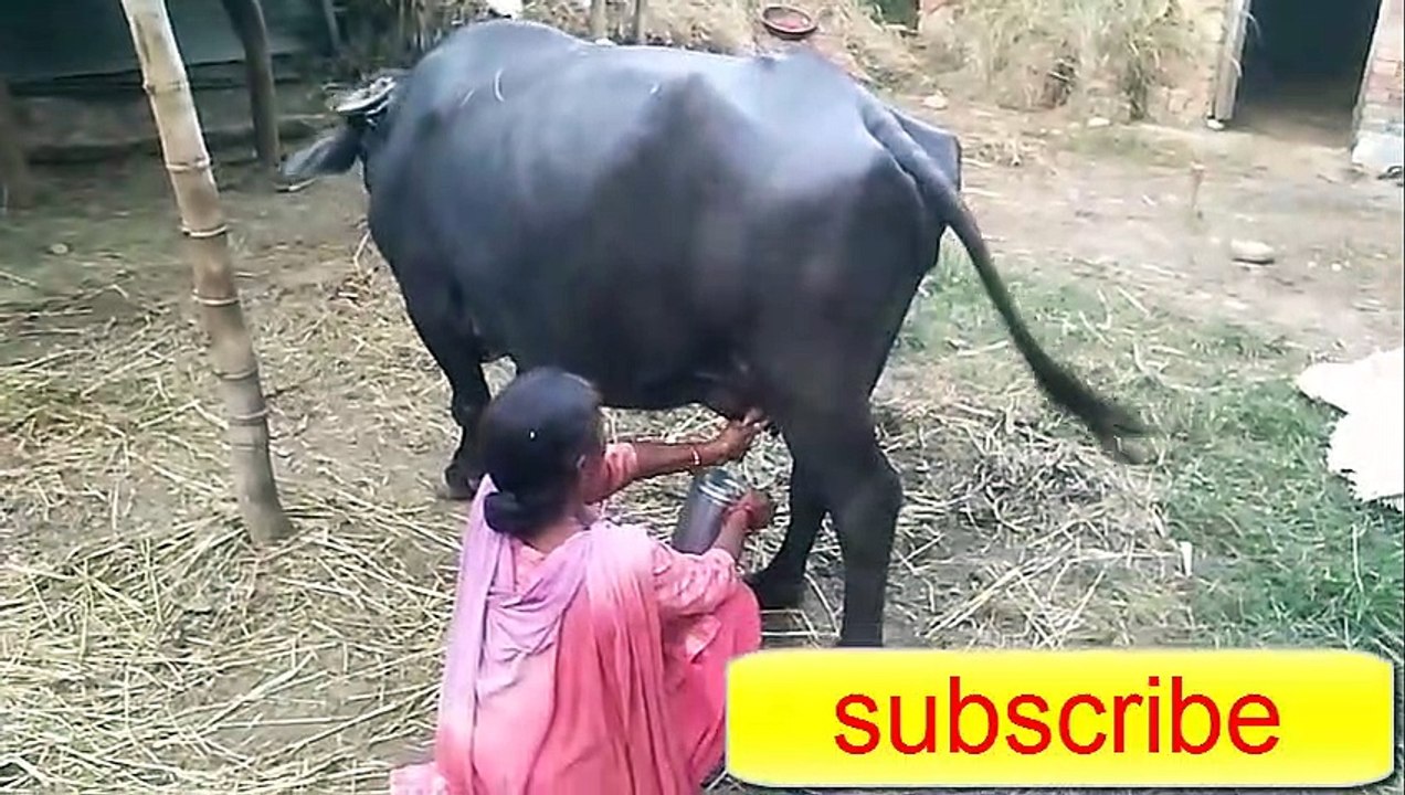 2020 buffalo milk collection
