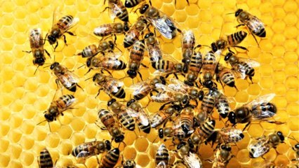 En dos semanas han muerto al menos tres millones de abejas en el Quindío