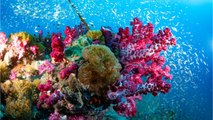 The Great Barrier Reef Has Lost 50% Of All Corals In Past 30 Years