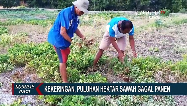 Kekeringan! Puluhan Hektar Sawah dan Kebun Alami Gagal Panen di NTT