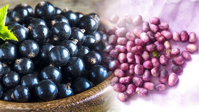 जामुन के बीज खाने से होते हैं ये जबरदस्त फायदे | Health Benefits of Jamun Seeds | Boldsky