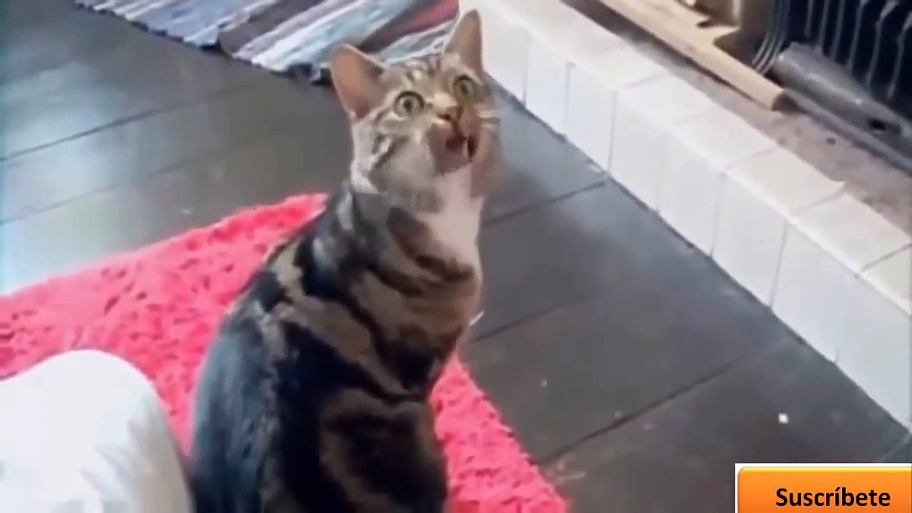 Funny animals
