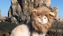 006lion