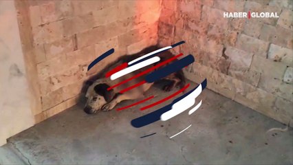 Kemerburgaz'da bir köpek tüfekle vurularak öldürüldü