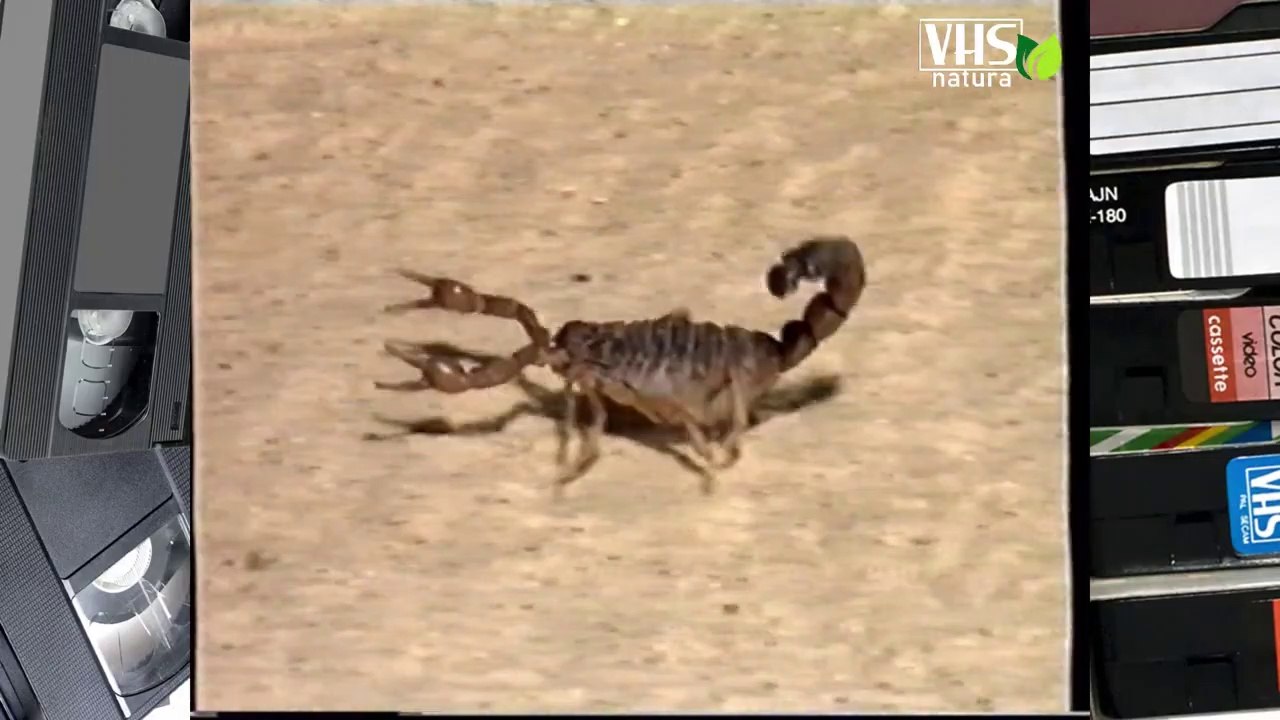 LO SCORPIONE