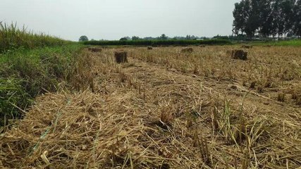 Ground report: Why Punjab is an epicentre of stubble burning