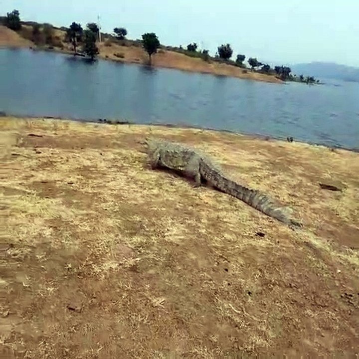 12 फिट के लगभग का मगरमच्छ रास्ते आया फॉरेस्ट कर्मचारियो पकडा नदी मे छोडा
